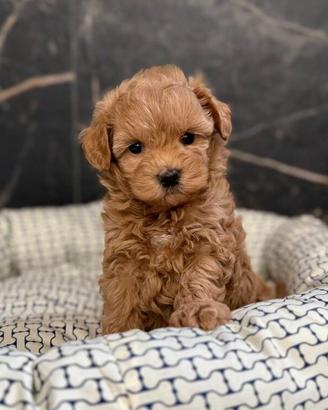 MALTIPOO & MALTIPO CUCCIOLI ALBICOCCA pag rateale