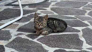 Gattini cuccioli