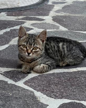 Gattini cuccioli