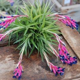 Tillandsia aerathons