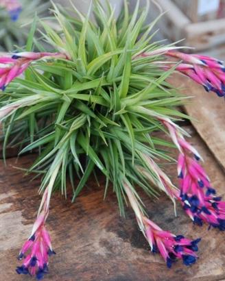 Tillandsia aerathons