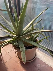 Pianta Aloe vera