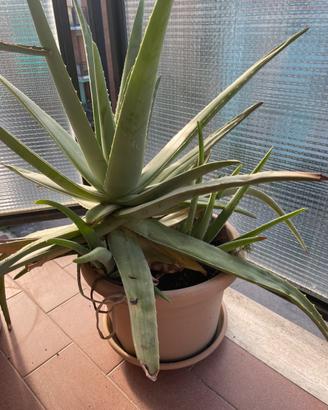 Pianta Aloe vera