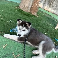 Husky cucciolo