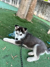 Husky cucciolo