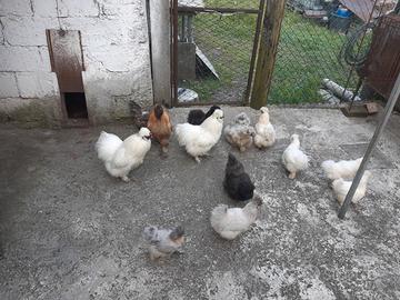 Galline ciuffate ornamentali