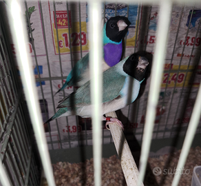 Coppia diamanti di gould Blu