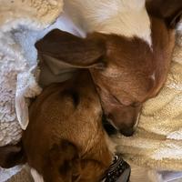 Jack Russell