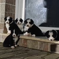 Cuccioli Border Collie Toscana
