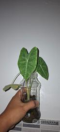 Alocasia Frydeck