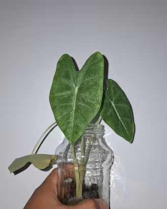 Alocasia Frydeck