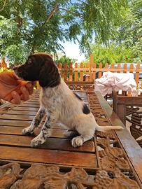 Setter inglese maschi