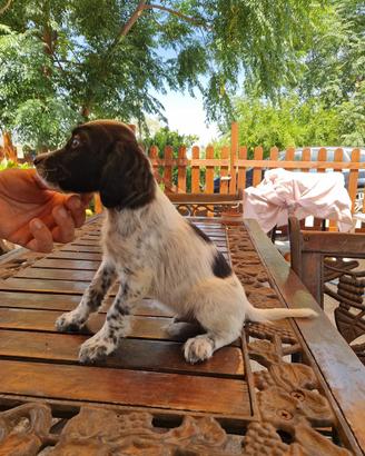 Setter inglese maschi