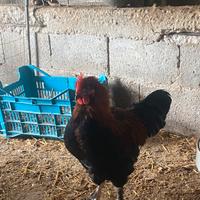 Marans