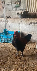 Marans
