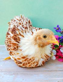 Wyandotte coppia galline ornamentali