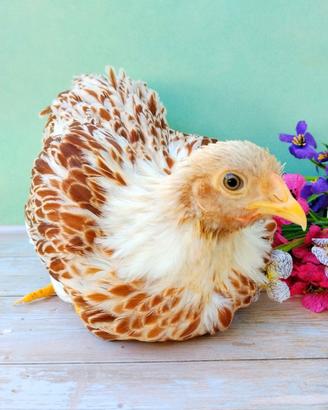Wyandotte coppia galline ornamentali