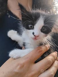 Gattina di 2 mesi