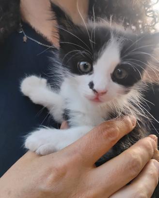 Gattina di 2 mesi