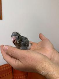 Pappagalli kakariki ALLEVATI A MANO