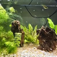 Avannotti guppy endler