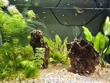 Avannotti guppy endler