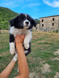 Cuccioli border collie con pedigree