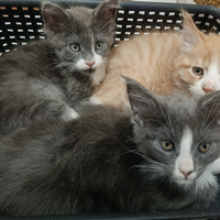 Cuccioli Maine coon