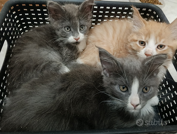 Cuccioli Maine coon