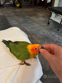 Conuro del sole allevato a mano