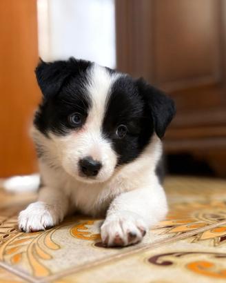 Cuccioli Border Collie