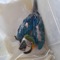 Ara ararauna pappagalli