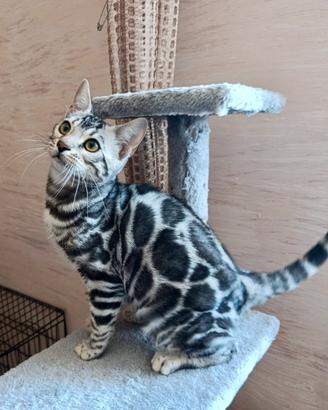 Maschietto Bengala Silver