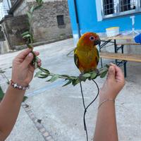Conuro del sole Lori arcobaleno pappagalli del sen