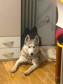 Femmina usky siberiano occhi azzurri