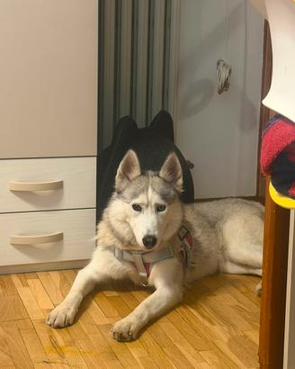 Femmina usky siberiano occhi azzurri
