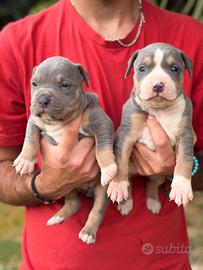Pitbull tricolor