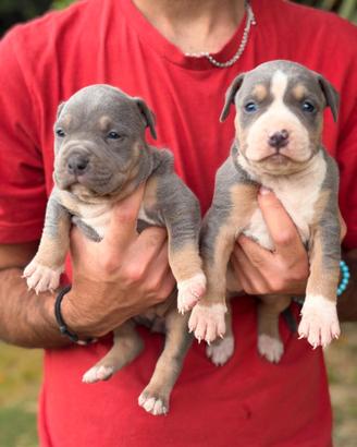 Pitbull tricolor