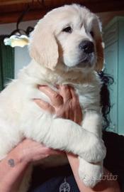 Cucciola golden retriever con pedigree