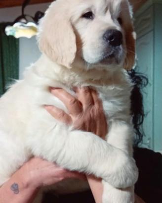 Cucciola golden retriever con pedigree
