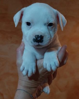 Staffordshire bull terrier (staffy) cuccioli