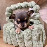 Chihuahua toy maschio 2 mesi