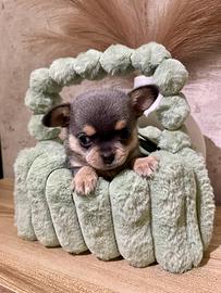 Chihuahua toy maschio 2 mesi