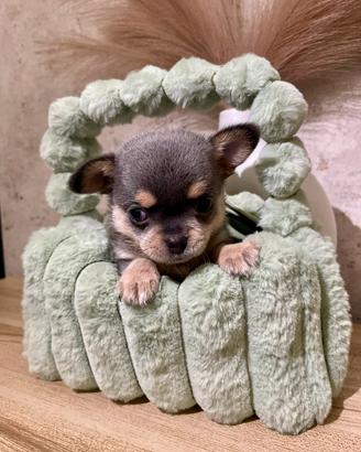 Chihuahua toy maschio 2 mesi