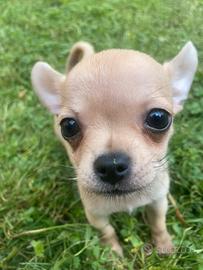 Chihuahua