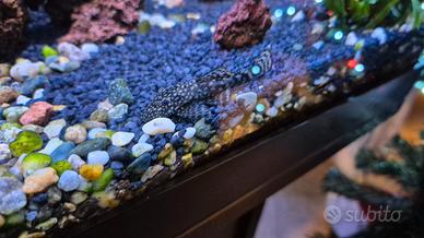 Ancistrus di varie dimensioni