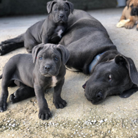 Cane corso