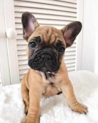 Cucciolata di bulldog francesi rossi