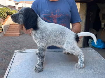 Cuccioli setter inglese