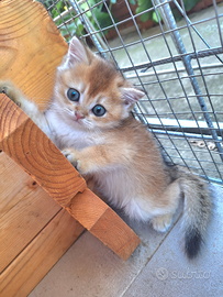 Cucciola scottish straight campania